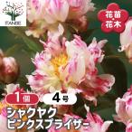 シャクヤク ピンクスプライザー 花木苗 4号/1個売り 芍薬 シンボルツリー 記念樹 苗 苗木 庭植え ガーデニング 花壇 庭園
