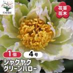 シャクヤク グリーンハロー 花木苗 4号/1個売り 芍薬 シンボルツリー 記念樹 苗 苗木 庭植え ガーデニング 花壇 庭園