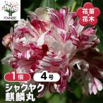 シャクヤク 麒麟丸 花木苗 4号/1個売り 芍薬 シンボルツリー 記念樹 苗 苗木 庭植え ガーデニング 花壇 庭園