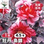 牡丹 島錦 花木苗 4.5号/1個売り 花の王 お花の苗 花 生け花 切花 切り花 花木 庭木 庭 庭園 室内 鉢植え 育てやすい 寄せ植え
