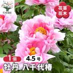 牡丹 八千代椿 花木苗 4.5号/1個売り 花の王 お花の苗 花 生け花 切花 切り花 花木 庭木 庭 庭園 室内 鉢植え 育てやすい 寄せ植え