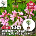 四季咲きジンチョウゲ エターナルピンク 花木苗 3.5号/1個売り 沈丁花 Daphne odora 常緑 中国 香り チンチョウゲ 瑞香 七里香