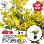 イヌツゲ ゴールデンジェム 花木苗 5号/1個売り グランドカバー ガーデン アクセント 鉢植え シンボルツリー 記念樹 花木 苗 苗木 花の苗