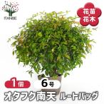 オタフク南天 ルートバッグ 庭木 6号/1個売り 花木 花木の苗 花苗 お多福 オカメナンテン ガーデニング