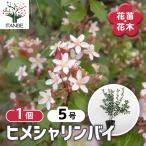 ヒメシャリンバイ 花木苗 5号/1個売り 常緑樹 バラ科 低木 車輪梅 街路樹 小葉 低木シンボルツリー 生垣 目隠し 梅 濃緑色 コントラスト