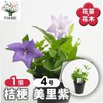 桔梗の苗美里紫花苗4号/1個売りキ...