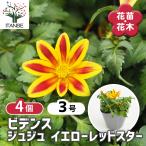 ビデンス ジュジュ イエローレッドスター 花苗 3号/お