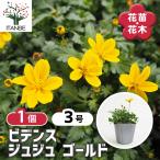 ビデンス ジュジュ ゴールド 花苗 3号/1個売り ゴール