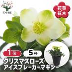 クリスマスローズ HGC アイスブレーカーマキシー 花苗 5号/1個売り クリスマスローズ苗 キンボウゲ ヘレボルス 多花性 カラーリーフ 生け垣