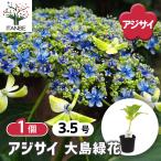アジサイ 大島緑花 花木苗 3.5号/1個売り あじさい苗 あじさい アジサイ苗 アジサイの苗 紫陽花