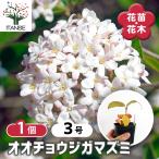 オオチョウジガマズミ(香りガマズミ) 花木苗 3号/1個売り 落葉花木 人気…