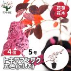 トキワマンサク五色庭木3.5号/お...