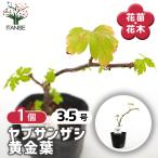 ヤブサンザシ 黄金葉 花木苗 3号/1個売り Bush May Flower…