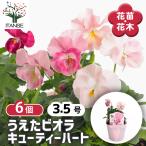 うえたコレクションパンジー・ビオラ...