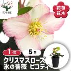 クリスマスローズ 氷の薔薇ピコティ 花苗 5号/1個売り クリスマスローズ苗 キンボウゲ ヘレボルス 多花性 カラーリーフ 生け垣 生垣 庭木 植木