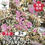 ヘミジギア マーブルキャンディー 花苗 3号/お買い得9個セット お花の苗 …