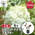 ショッピングアジサイ ピラミッドアジサイ プチスター 花木苗 6号/1個売り ピラミッド アジサイ ノリウツギ ハイドランジア 紫陽花 シンボルツリー 記念樹 花木 苗