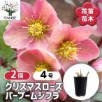 クリスマスローズ バーブームシフラ 花苗 4号/お買い得2個セット クリスマスローズ苗 キンボウゲ ヘレボルス 多花性 カラーリーフ 生け垣 生垣