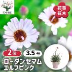 ローダンセマム エルフピンク 花苗 3.5号/お買い得2個