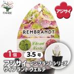 アジサイ レンブラント ヴィブラントヴェルデ 花木苗 3.5号/1個売り あじさい苗 あじさい アジサイ苗 アジサイの苗 紫陽花
