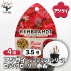 アジサイ レンブラント ロッソグローリー赤系 花木苗 3.5号/お買い得4個セット あじさい苗 あじさい アジサイ苗 アジサイの苗 紫陽花