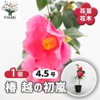 椿(ツバキ)の苗木 越の初嵐 花木苗 4.5号/1個売り ツバキ苗 ツバキの苗木 椿苗 椿の苗木 シンボルツリー 記念樹 花木 苗 苗木 花の苗