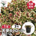 天使のクローバードリーム花苗3号/...