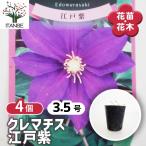 クレマチス 江戸紫 花苗 3.5号/お買い得4個セット 花の苗 花木の苗 花木 風車 カザグルマ 鉄線 テッセン