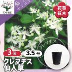 クレマチス 仙人草 花苗 3.5号/お買い得3個セット 花の苗 花木の苗 花木 風車 カザグルマ 鉄線 テッセン