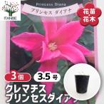 クレマチス プリンセスダイアナ 花苗 3.5号/お買い得3個セット 花の苗 花木の苗 花木 風車 カザグルマ 鉄線 テッセン