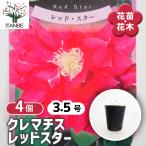 クレマチス レッドスター 花苗 3.5号/お買い得4個セット 花の苗 花木の苗 花木 風車 カザグルマ 鉄線 テッセン