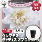 クレマチス ダッチェス オブ エジンバラ 花苗 3.5号/お買い得4個セット 花の苗 花木の苗 花木 風車 カザグルマ 鉄線 テッセン