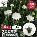 スカビオサ 白ときどき桃 花苗 3号/お買い得6個セット マツムシソウ 松虫…