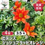 ビデンス ジュジュブラッドオレンジ 花苗 3.5号/お買