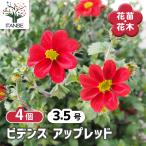 ビデンス アップレッド 花苗 3.5号/お買い得4個セット