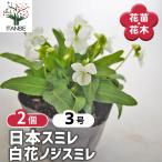 日本スミレ白花ノジスミレ花苗3号/...