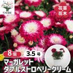 マーガレット ダブルストロベリークリーム 花苗 3.5号