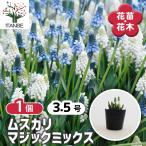 ムスカリ マジックミックス 花苗 3.5号/1個売り 球根 花の球根 むすかり 寄せ植え ガーデニング 鑑賞 栽培 庭園菜園