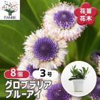 グロブラリア ブルーアイ 花苗 3号/お買い得8個セット お花の苗 花 生け…