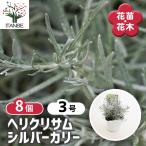 ヘリクリサムシルバーカリー花苗3号...