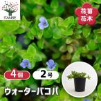 ウォーターバコパ花苗2号/お買い得...