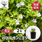 バコパモンニエリ花苗2号/お買い得...