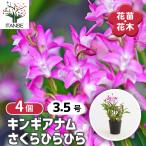 キンギアナム さくらひらひら 花苗 3.5号/お買い得4個セット 洋ラン ラ…