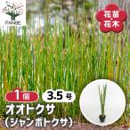 toksao выгодный sa( jumbo toksa) Hanaki рассада 3.5 номер /1 шт продажа .. мир современный интерьер Япония сад бонсай bonsai растения садоводство декоративное растение 