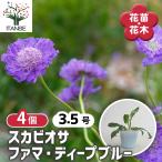スカビオサ ファマ ディープブルー 花苗 3.5号/お買い得4個セット マツ…