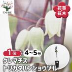 クレマチス トリガタハンショウヅル 花苗 4号/1個売り 花の苗 花木の苗 …