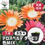 デロスペルマ ダイエリ色MIX 花苗 3.5号/1個売り 菊 