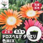 デロスペルマ ダイエリ色MIX 花苗 3.5号/お買い得2個
