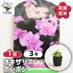  oxalis pompon цветок рассада 3 номер /1 шт продажа rute Ora katabamiLady*s sorrel, Wood sorrel садоводство 