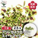  Princess clover сладкий Mike цветок рассада 2.5 номер /1 шт продажа цветок. рассада цвет leaf .. для симпатичный compact садоводство 